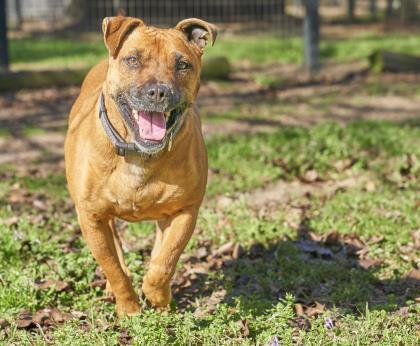 Rhonda, an adoptable American Staffordshire Terrier in Hollywood, SC, 29449 | Photo Image 3