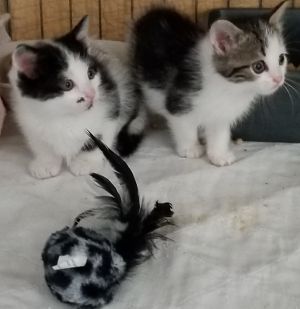 kittens-Bainy, Boudicca and Bram