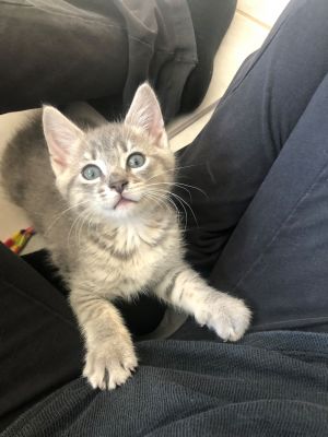 Dinah - sweet and beautiful kitten