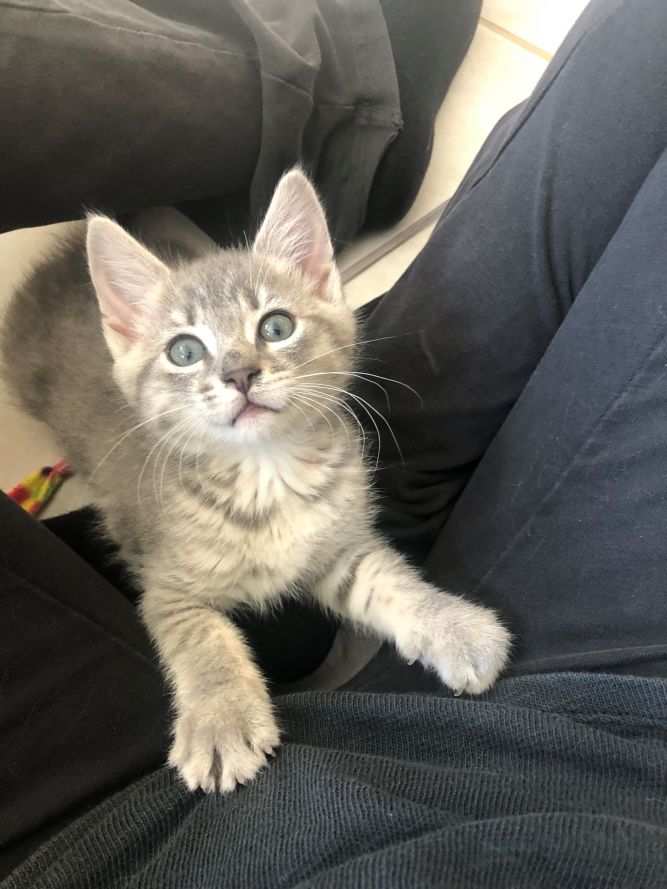 Dinah - sweet and beautiful kitten