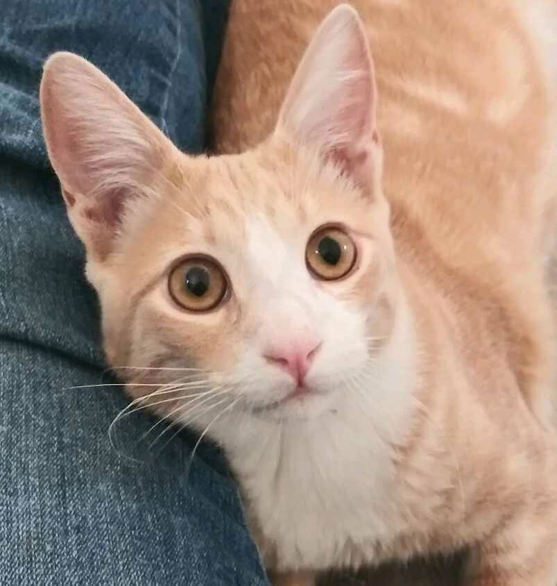 Huckleberry, an adoptable Domestic Short Hair in Redding, CA, 96099 | Photo Image 1