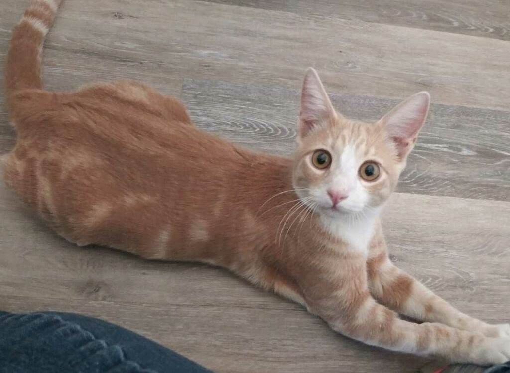 Huckleberry, an adoptable Domestic Short Hair in Redding, CA, 96099 | Photo Image 2