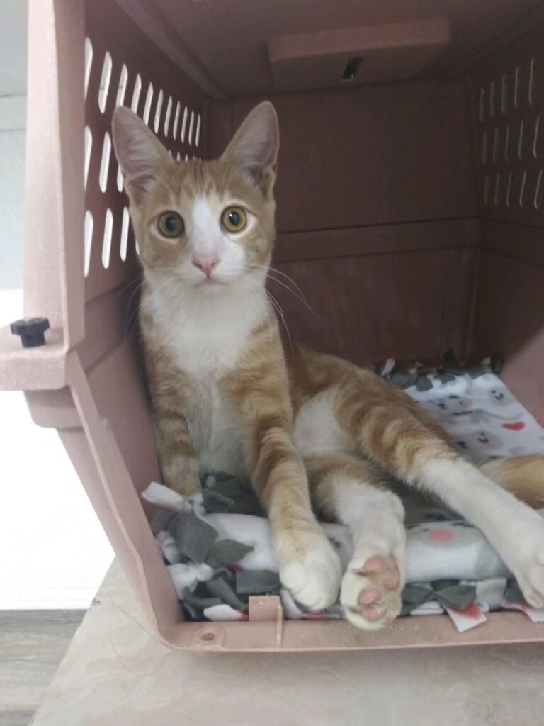 Huckleberry, an adoptable Domestic Short Hair in Redding, CA, 96099 | Photo Image 3