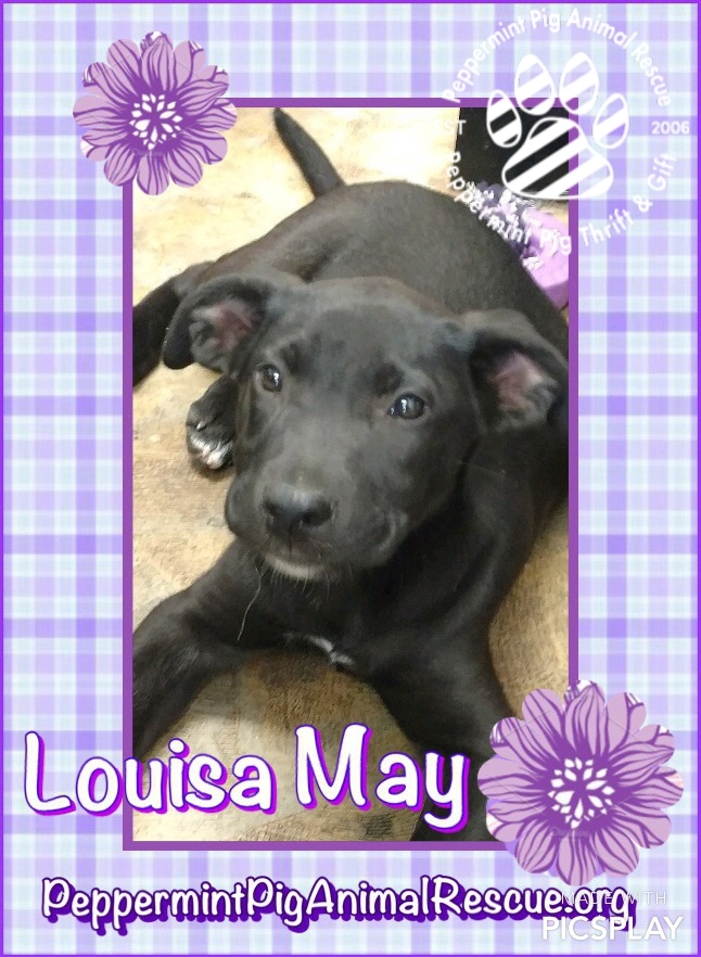 Louisa May 4