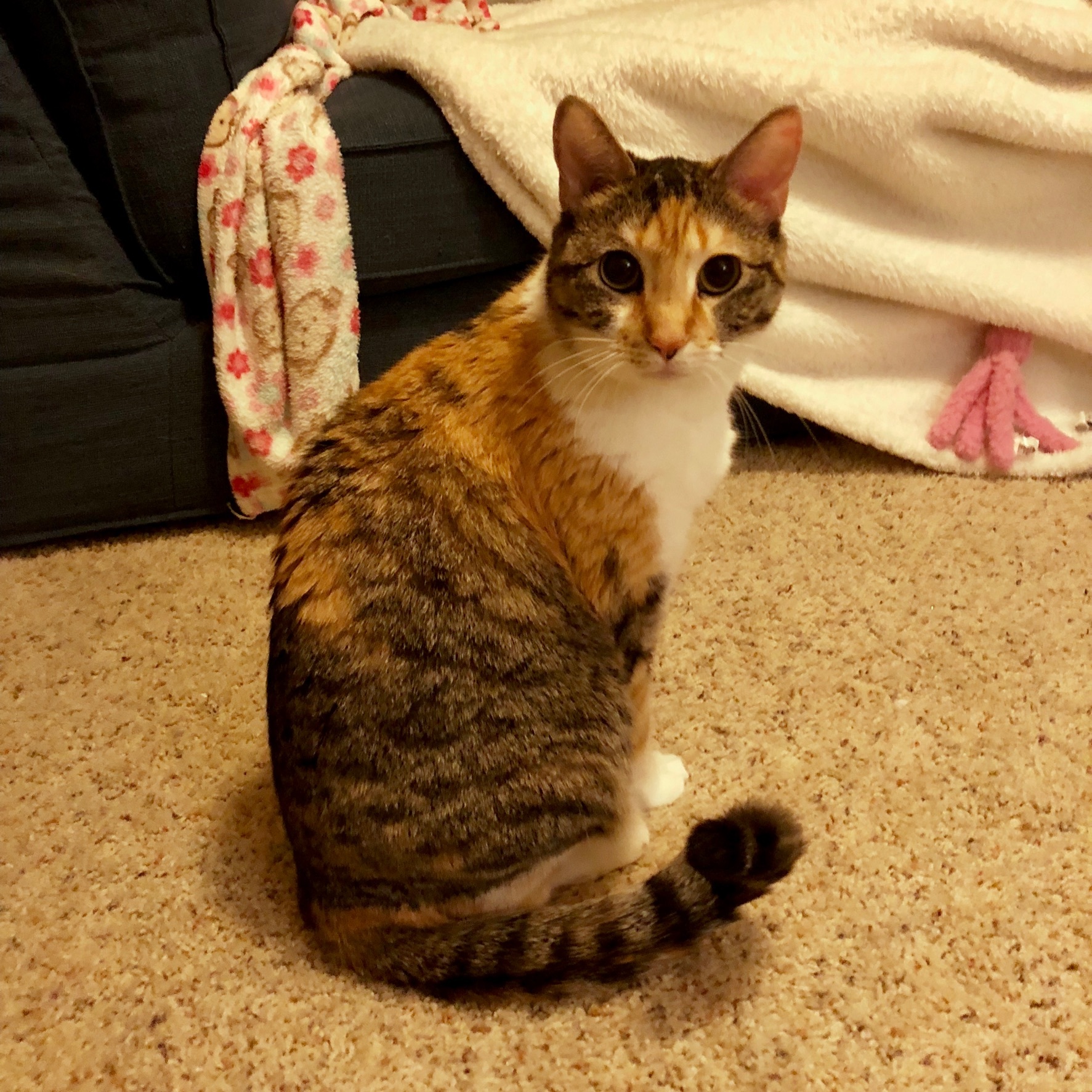 Minnie, an adoptable Domestic Short Hair in Fort Worth, TX, 76121 | Photo Image 2