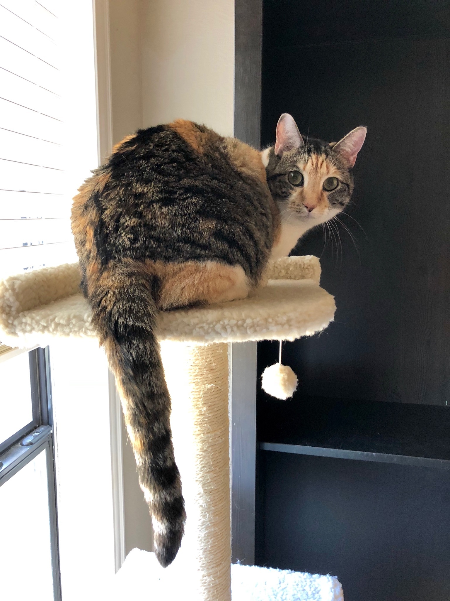 Minnie, an adoptable Domestic Short Hair in Fort Worth, TX, 76121 | Photo Image 3