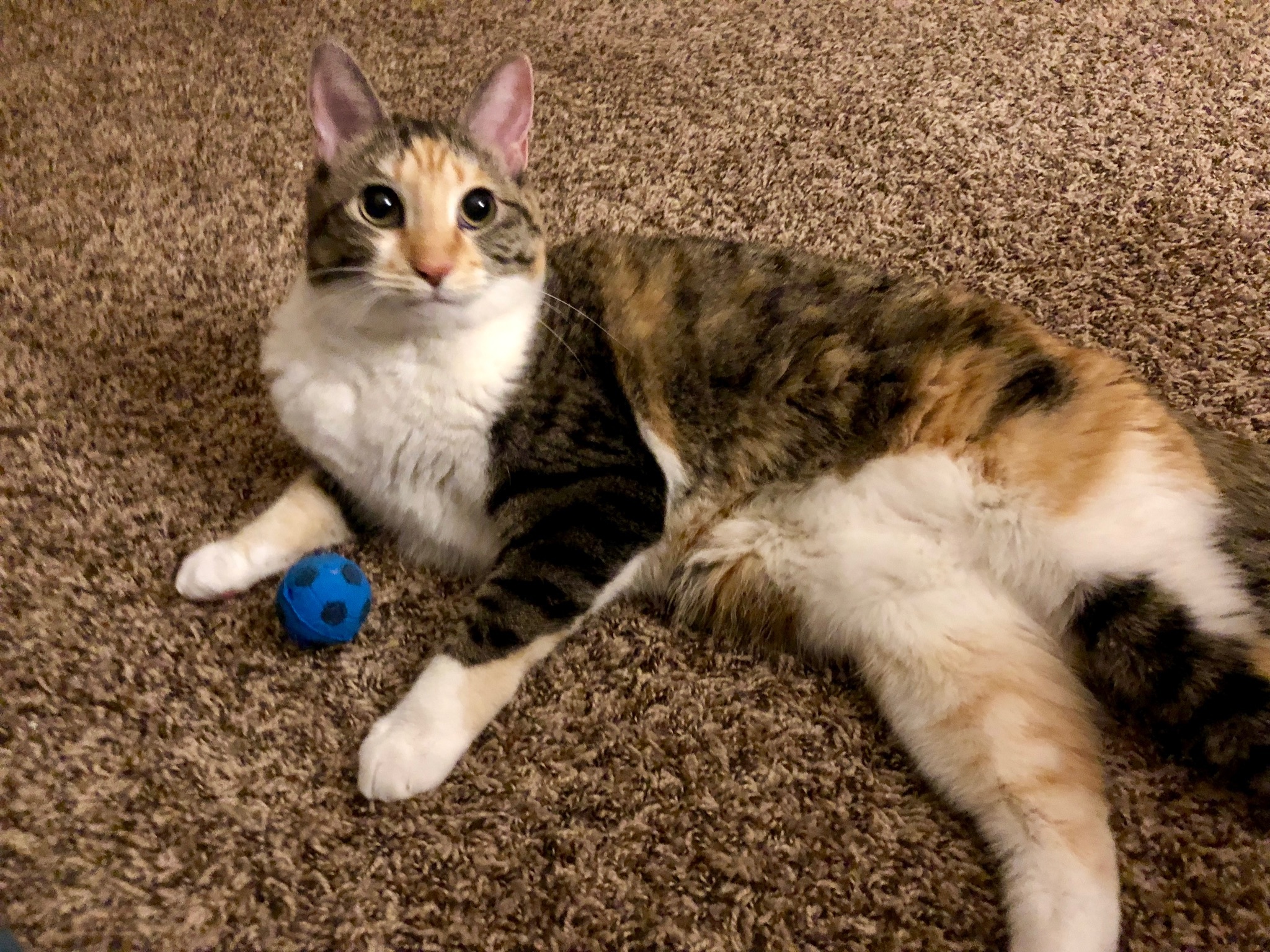 Minnie, an adoptable Domestic Short Hair in Fort Worth, TX, 76121 | Photo Image 4