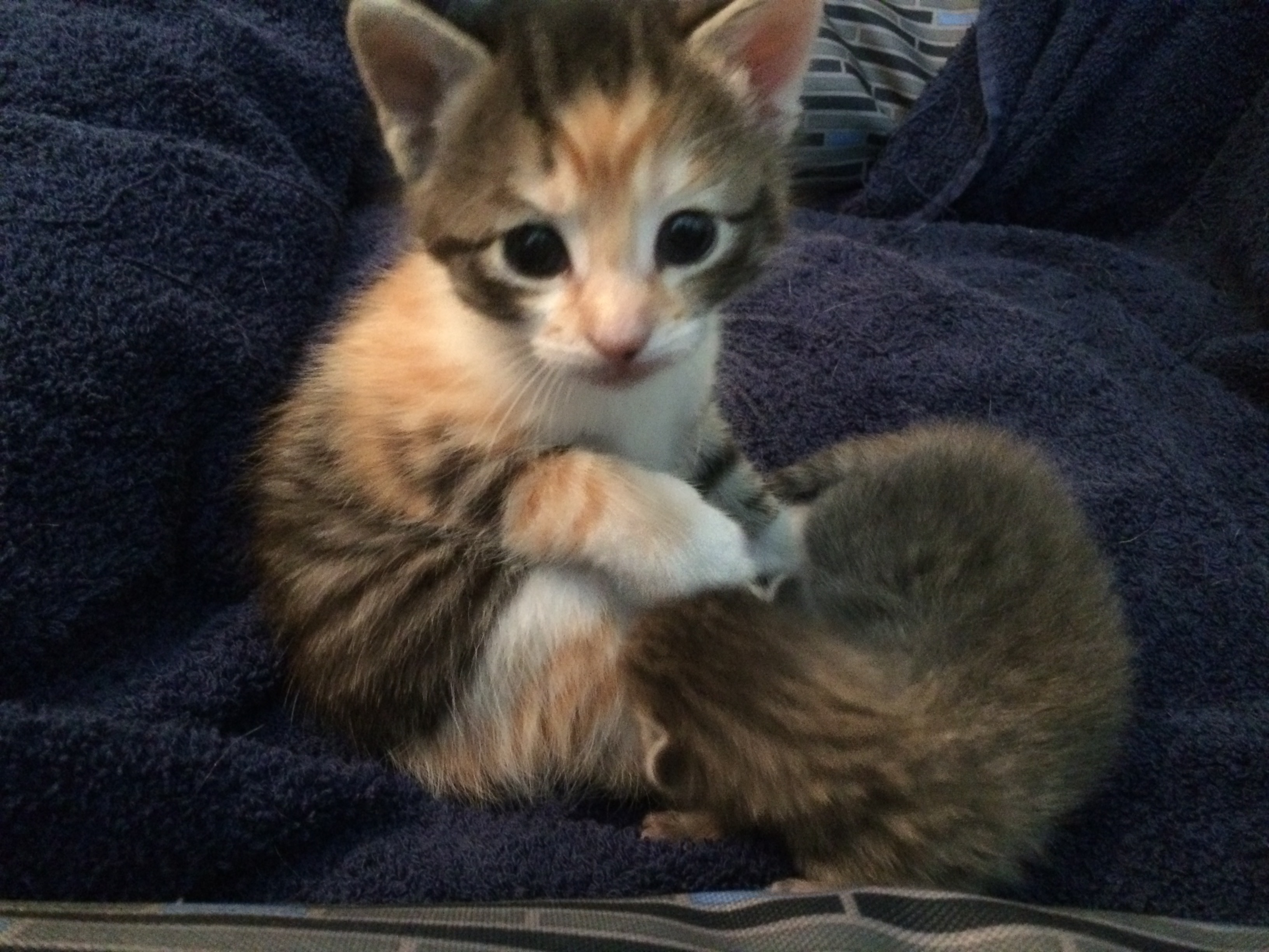 Minnie, an adoptable Domestic Short Hair in Fort Worth, TX, 76121 | Photo Image 5