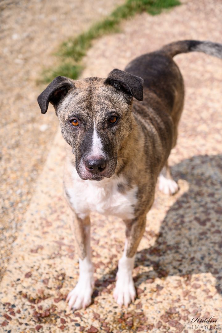 Boxer store sheepdog mix