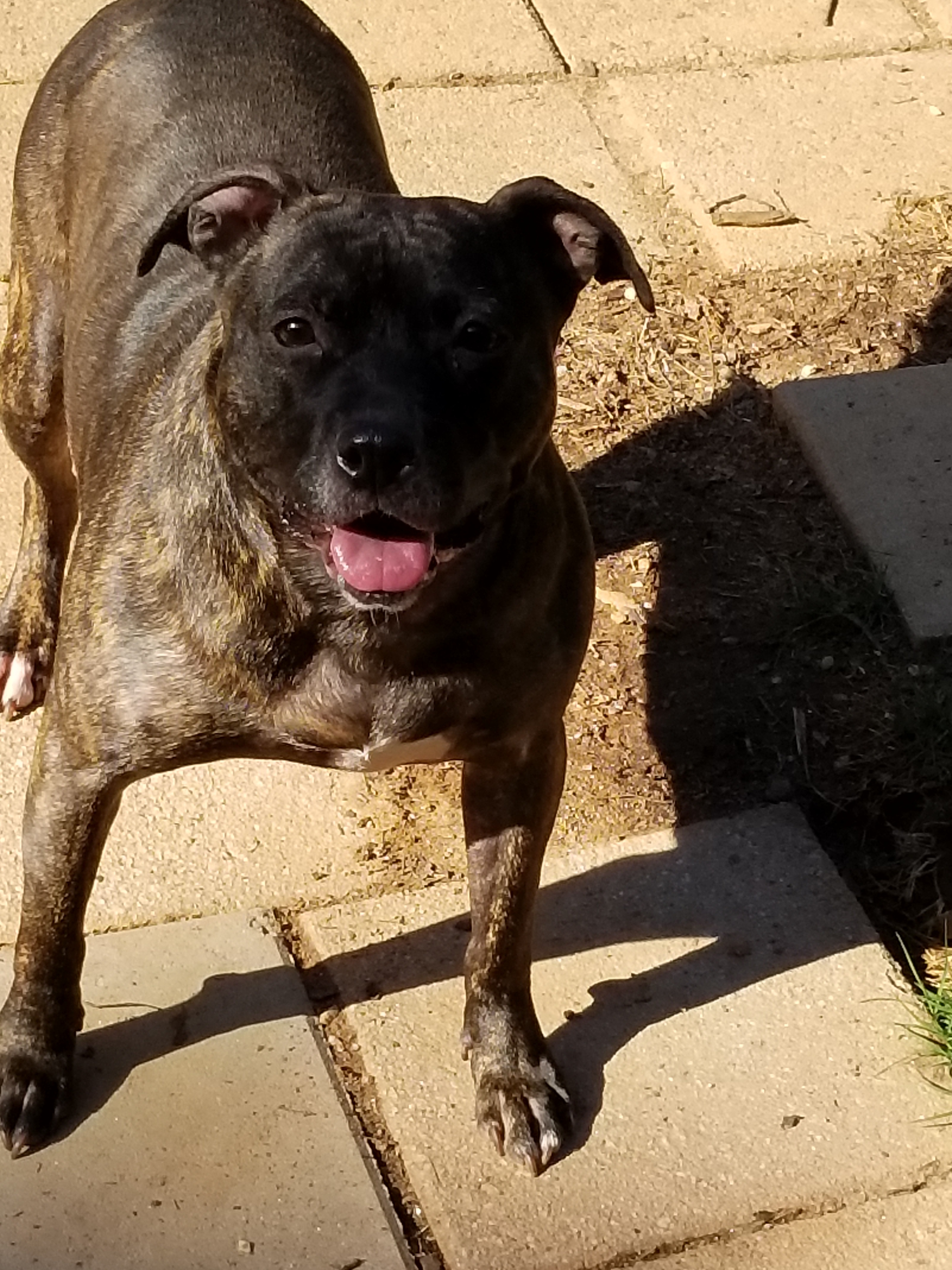 Indigo, an adoptable Terrier in Peachtree City, GA, 30269 | Photo Image 1
