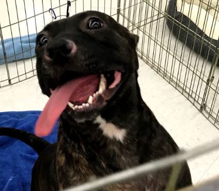 Indigo, an adoptable Terrier in Peachtree City, GA, 30269 | Photo Image 4