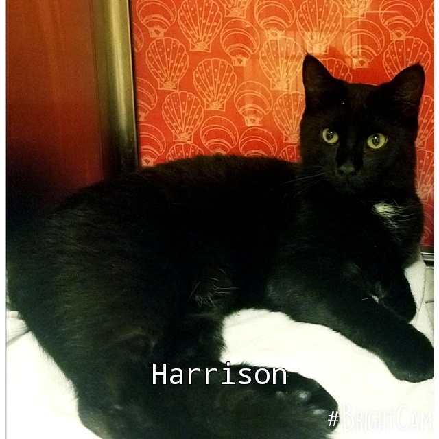 Harrison 2