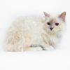 petfinder ragdoll