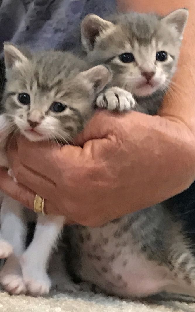 Kittens - female