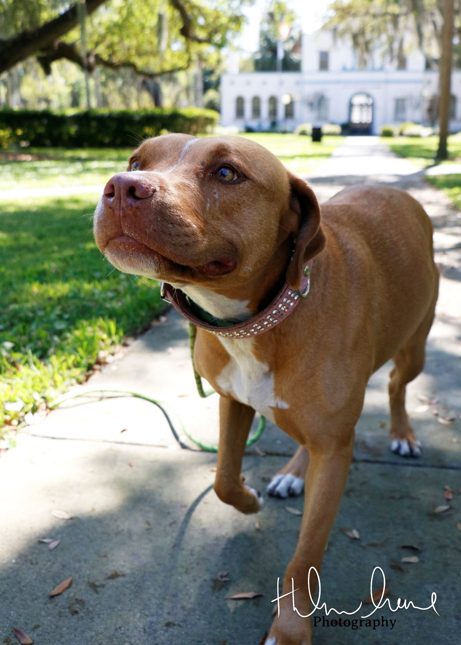 Amora, an adoptable American Staffordshire Terrier in Sanford, FL, 32771 | Photo Image 2