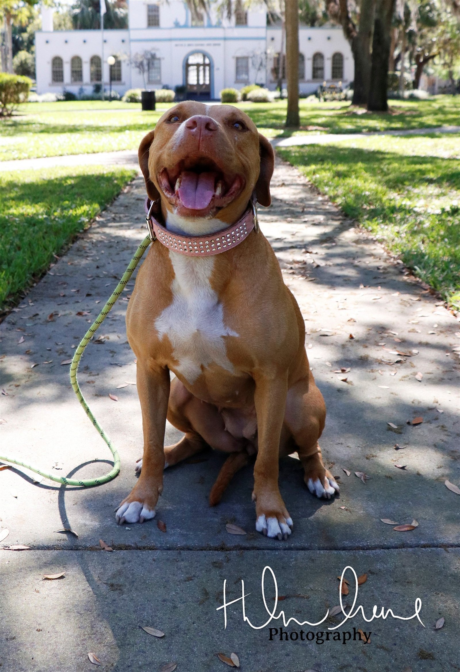 Amora, an adoptable American Staffordshire Terrier in Sanford, FL, 32771 | Photo Image 3