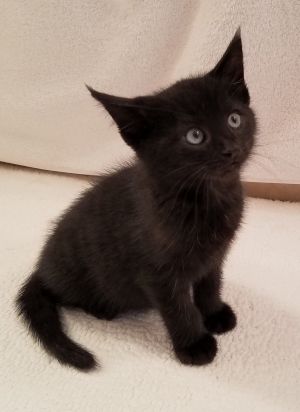 Binx