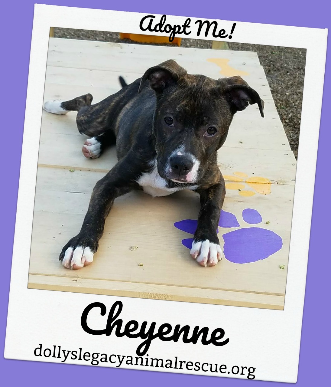 Cheyenne detail page