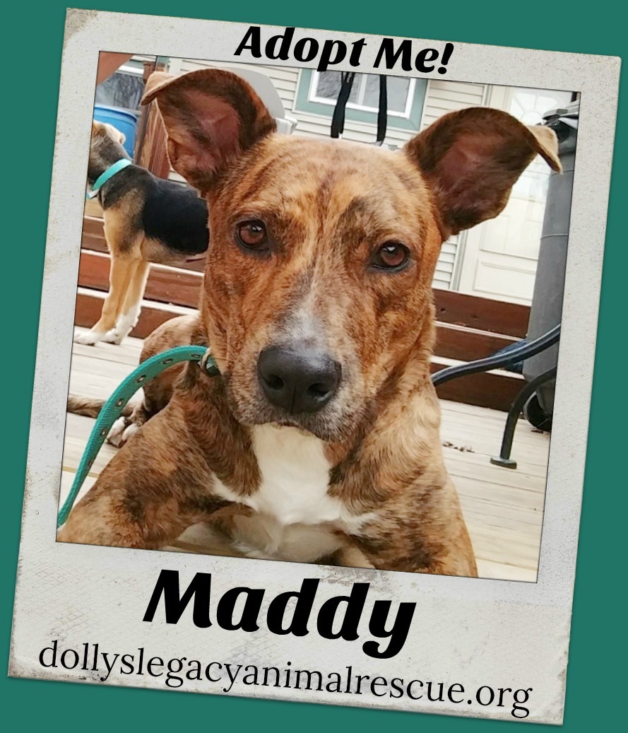 Maddy detail page