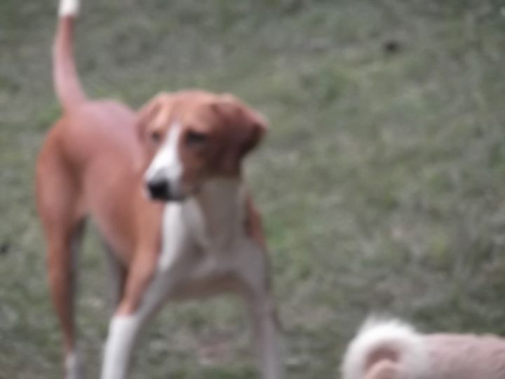 Arlo, an adoptable Foxhound in New Hope, TN_image-2