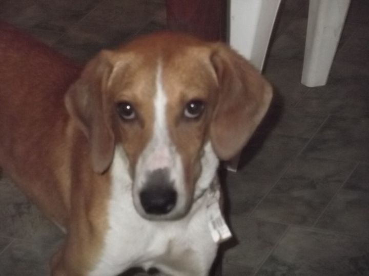 Arlo, an adoptable Foxhound in New Hope, TN_image-1