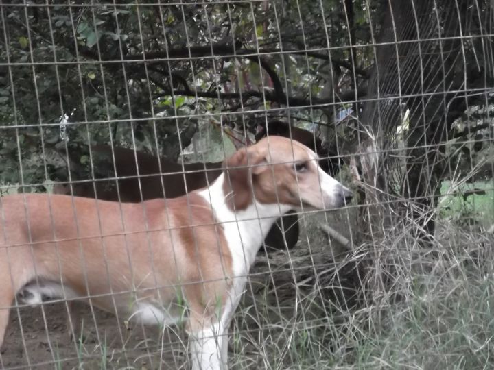 Arlo, an adoptable Foxhound in New Hope, TN_image-4