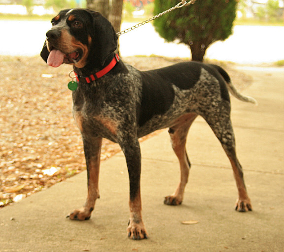 Whiskey, an adopted Bluetick Coonhound in Eglin AFB, FL_image-2