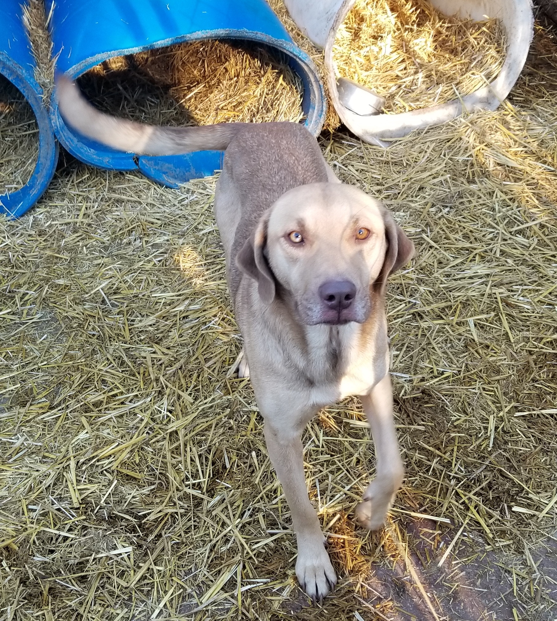 Serena, an adoptable Labrador Retriever, Black Mouth Cur in Boaz, AL, 35957 | Photo Image 1