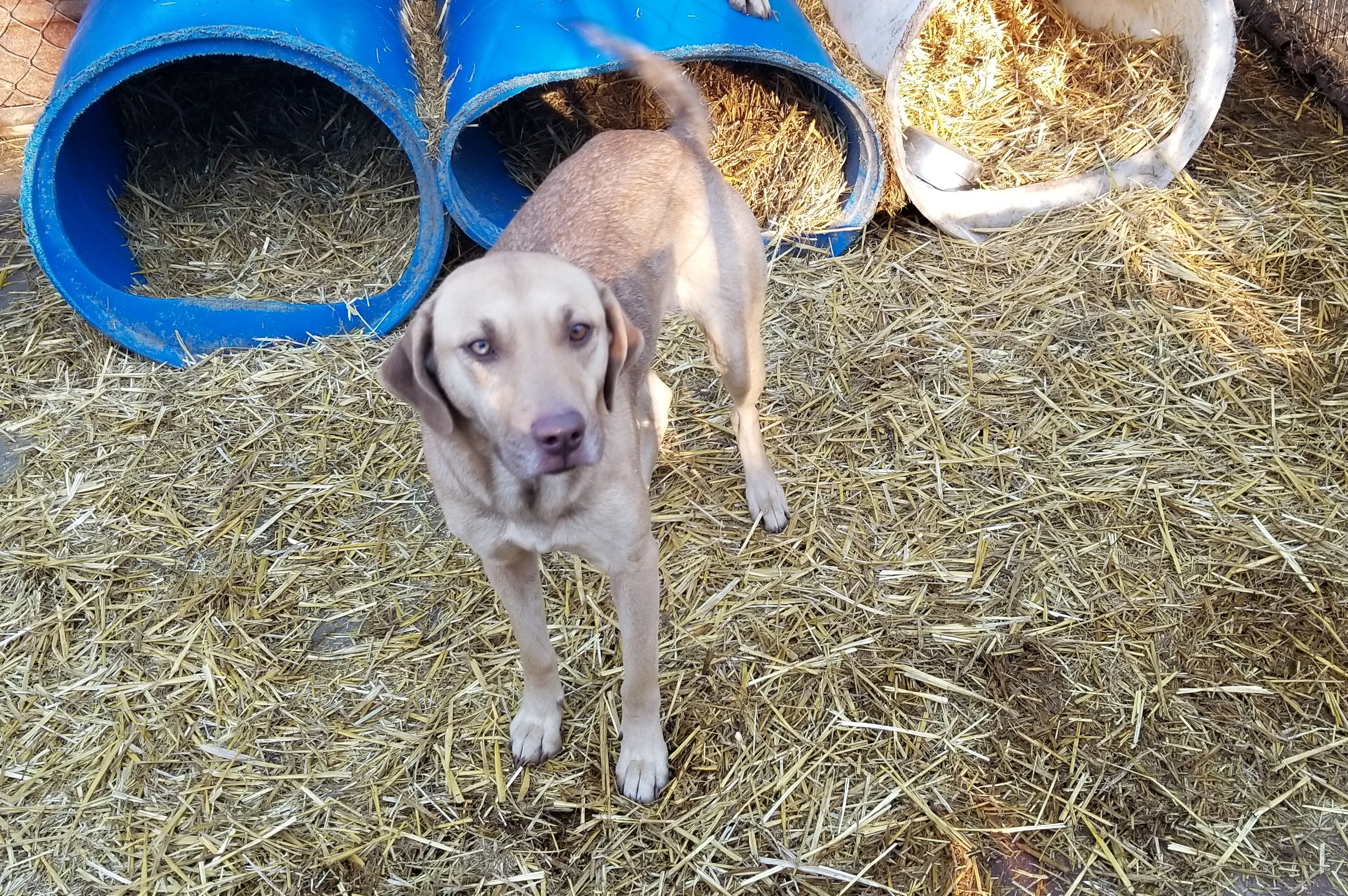 Serena, an adoptable Labrador Retriever, Black Mouth Cur in Boaz, AL, 35957 | Photo Image 2