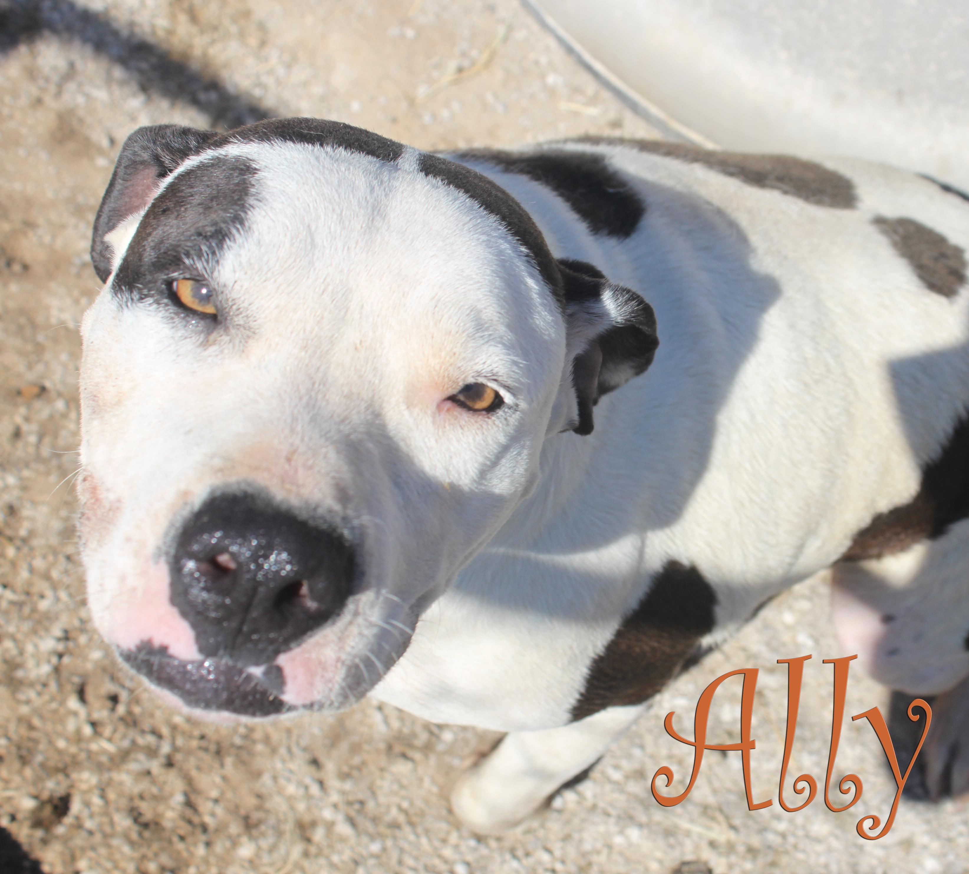 Ally, an adoptable American Staffordshire Terrier in Tuttle, OK, 73089 | Photo Image 1