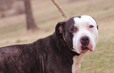 Eeyore, an adoptable American Staffordshire Terrier in Tuttle, OK, 73089 | Photo Image 1