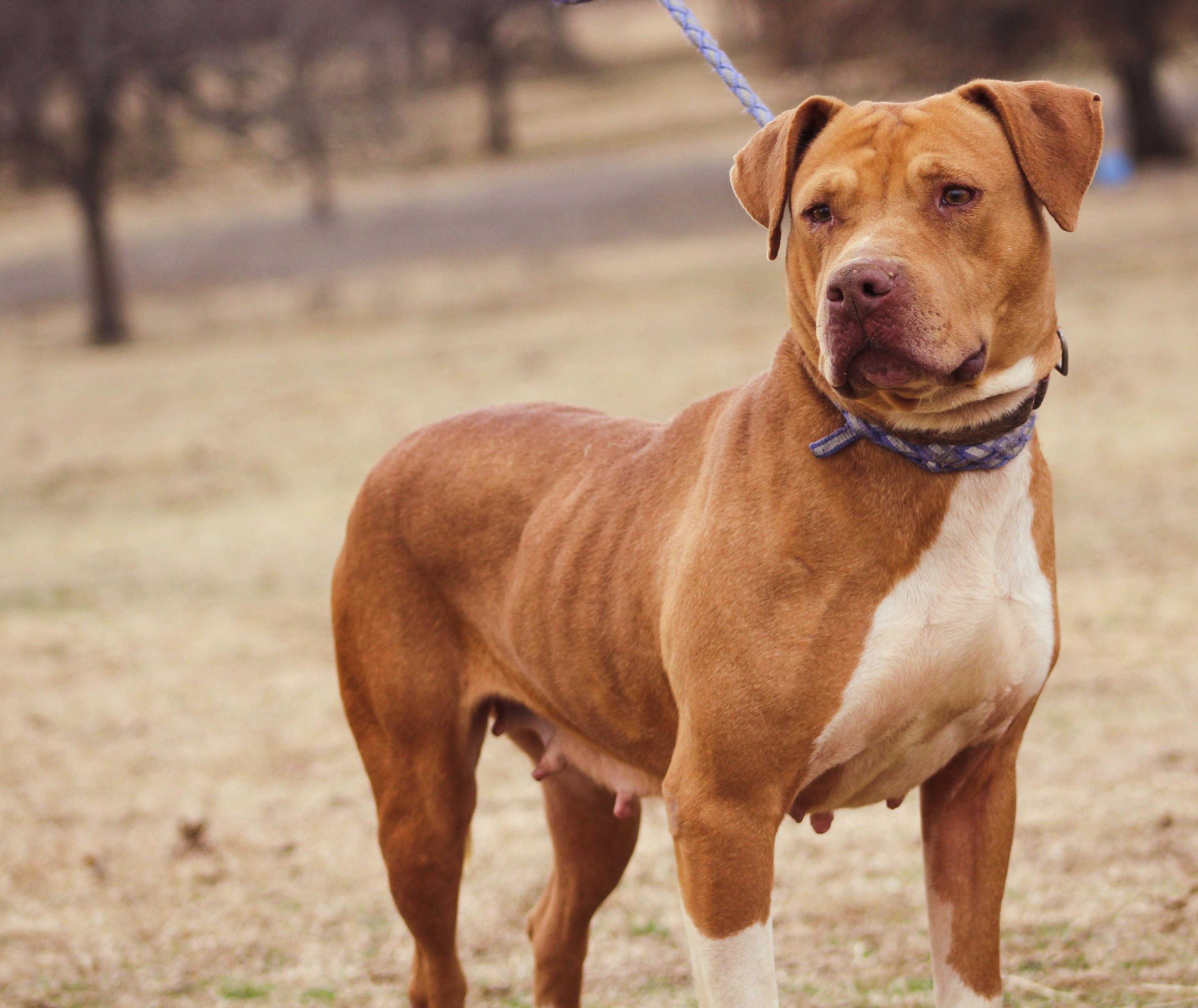 Twinkie, an adoptable American Staffordshire Terrier in Tuttle, OK, 73089 | Photo Image 1