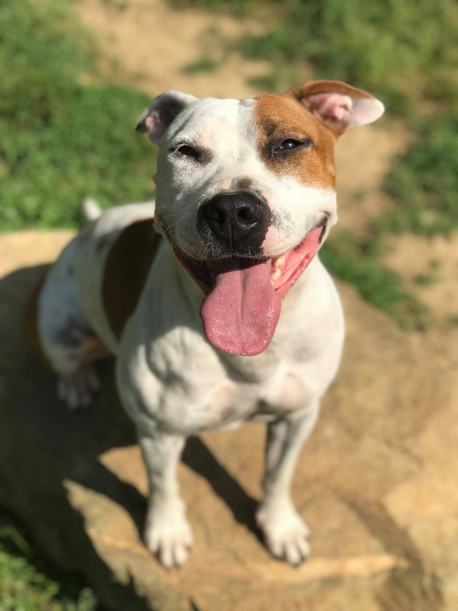 Moxie, an adoptable Pit Bull Terrier in Dallas, GA, 30132 | Photo Image 1