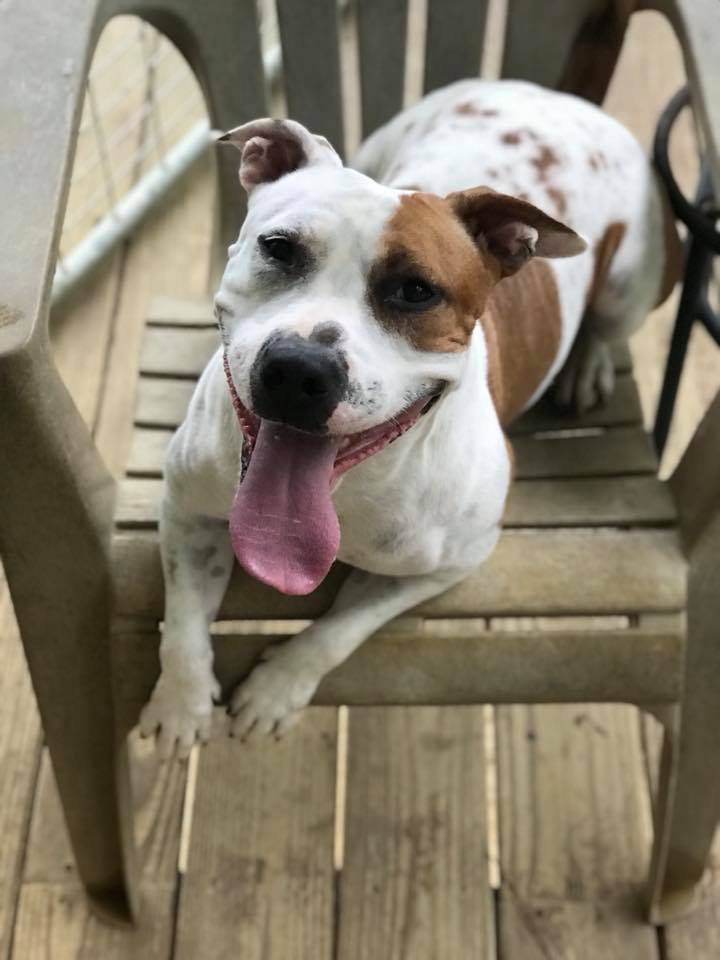 Moxie, an adoptable Pit Bull Terrier in Dallas, GA, 30132 | Photo Image 2