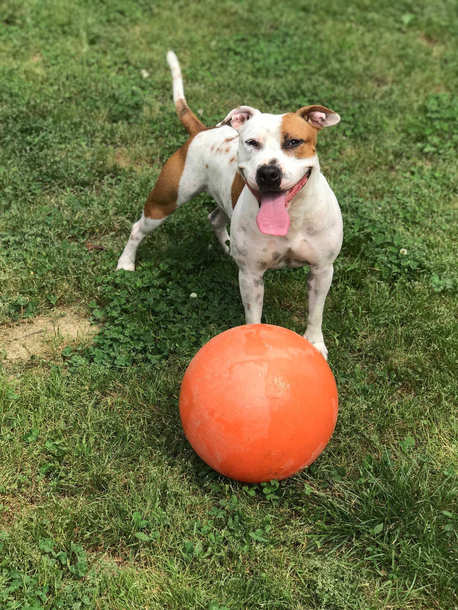 Moxie, an adoptable Pit Bull Terrier in Dallas, GA, 30132 | Photo Image 3