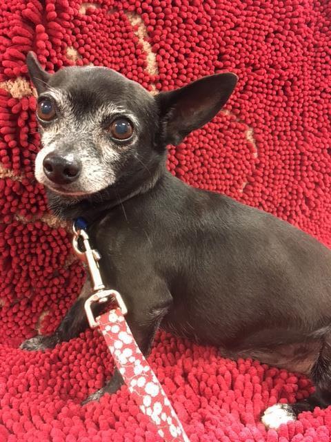 Zorro, an adoptable Chihuahua in Bradenton, FL, 34208 | Photo Image 2