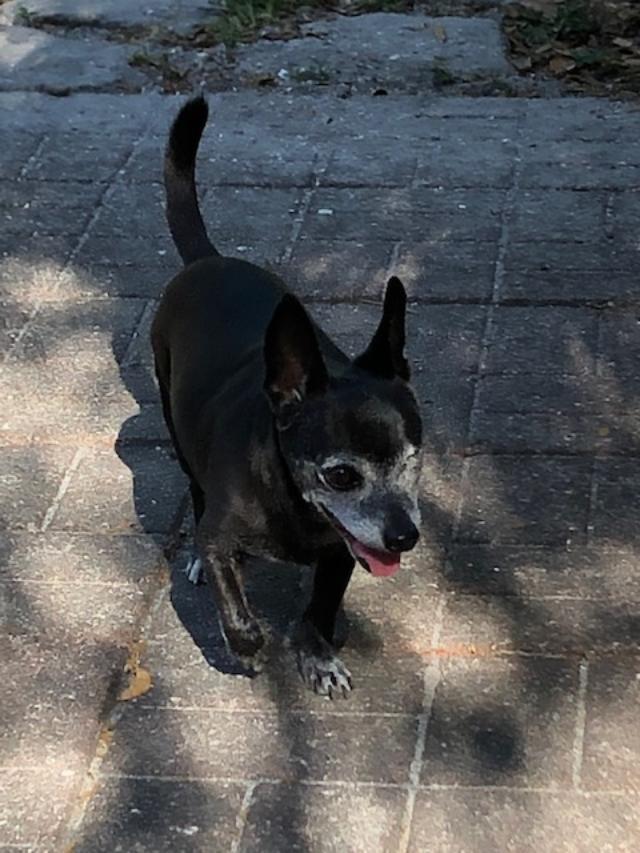 Zorro, an adoptable Chihuahua in Bradenton, FL, 34208 | Photo Image 3