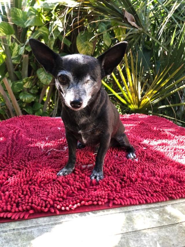 Zorro, an adoptable Chihuahua in Bradenton, FL, 34208 | Photo Image 4