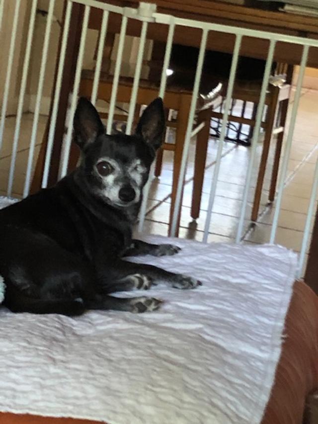 Zorro, an adoptable Chihuahua in Bradenton, FL, 34208 | Photo Image 5
