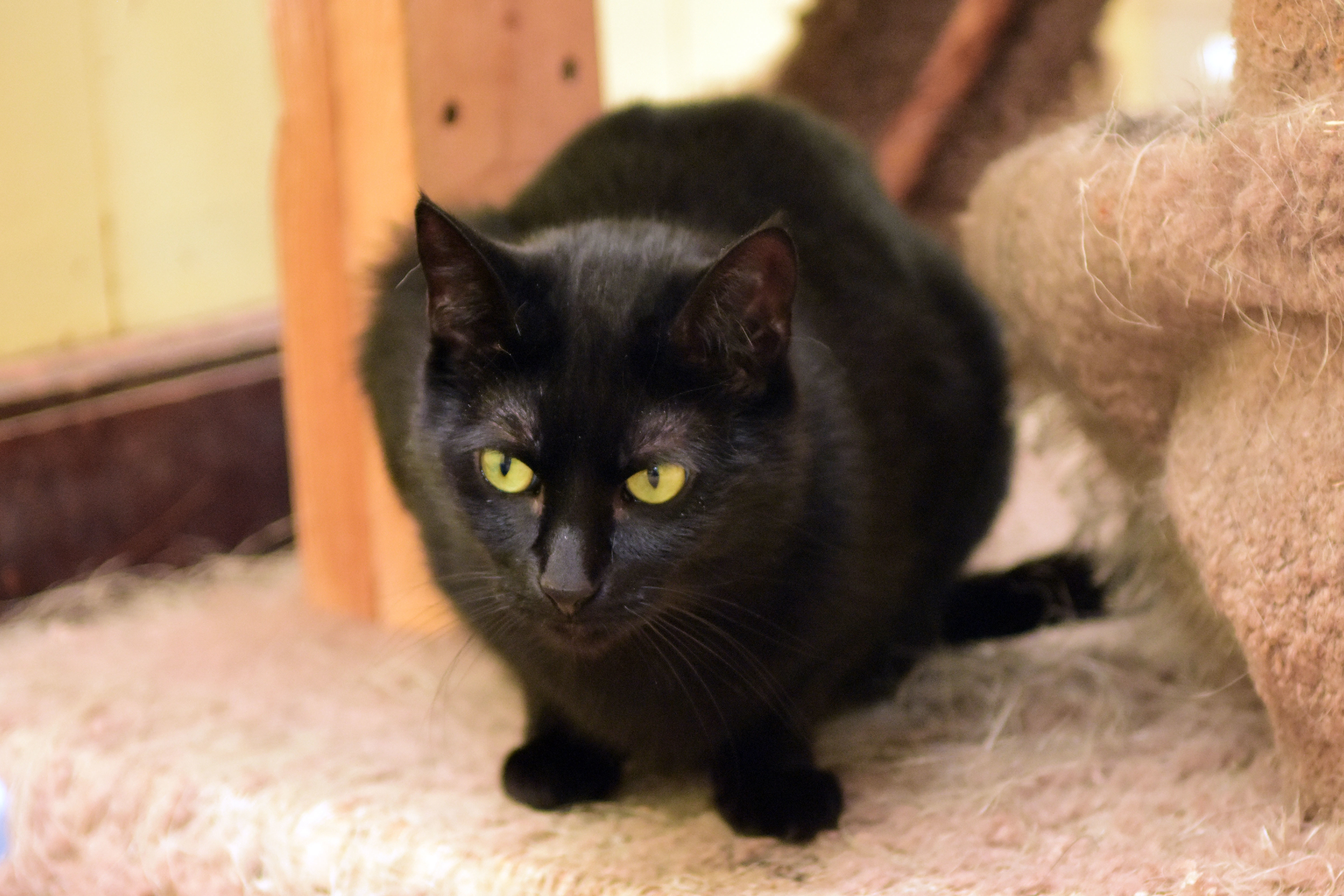 Marcie, an adoptable Domestic Short Hair in Little Falls, NY, 13365 | Photo Image 2