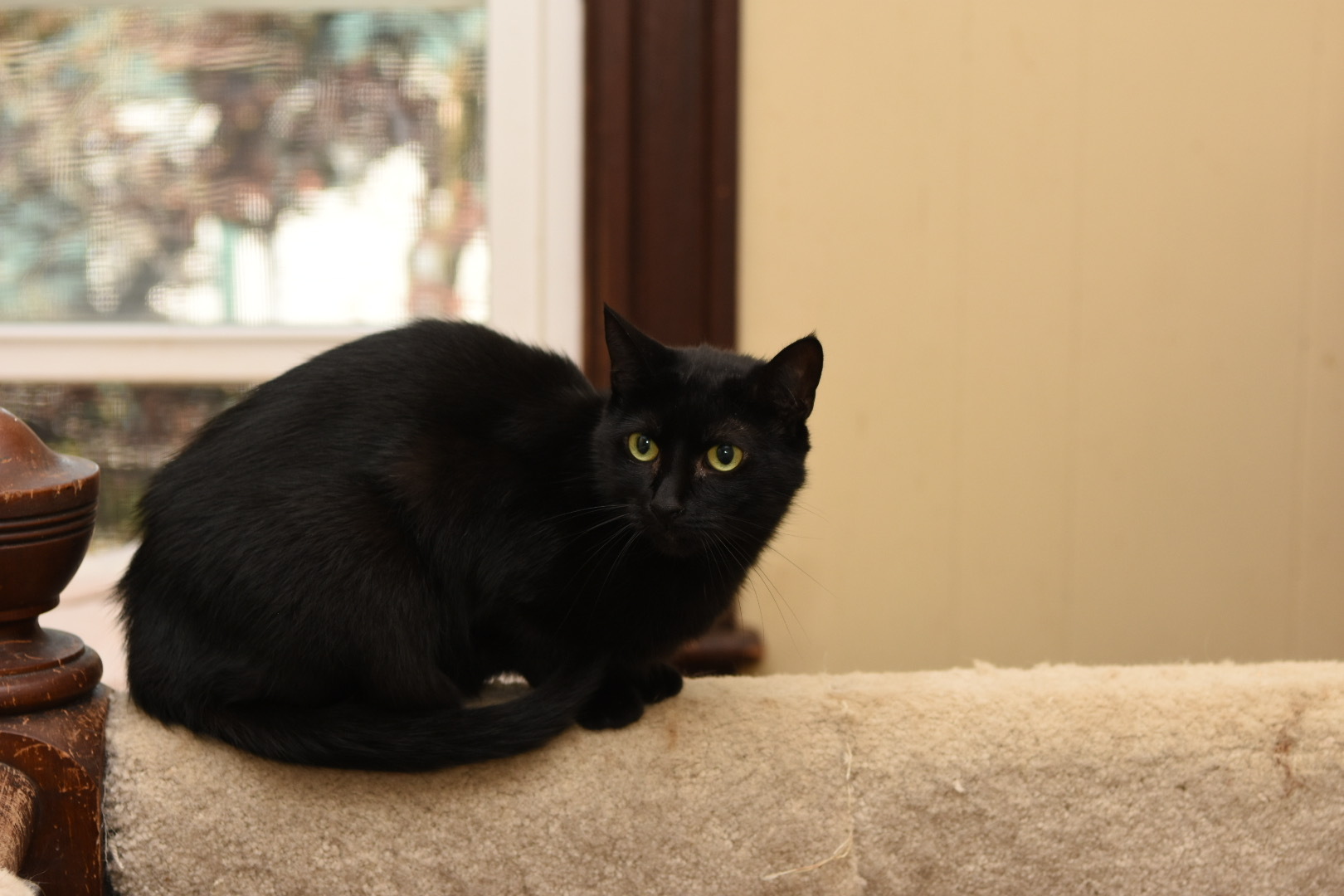 Marcie, an adoptable Domestic Short Hair in Little Falls, NY, 13365 | Photo Image 3