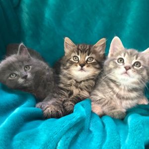 Willie Mae's Kittens
