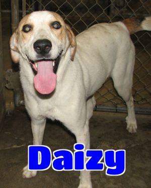 Daizy -sponsored