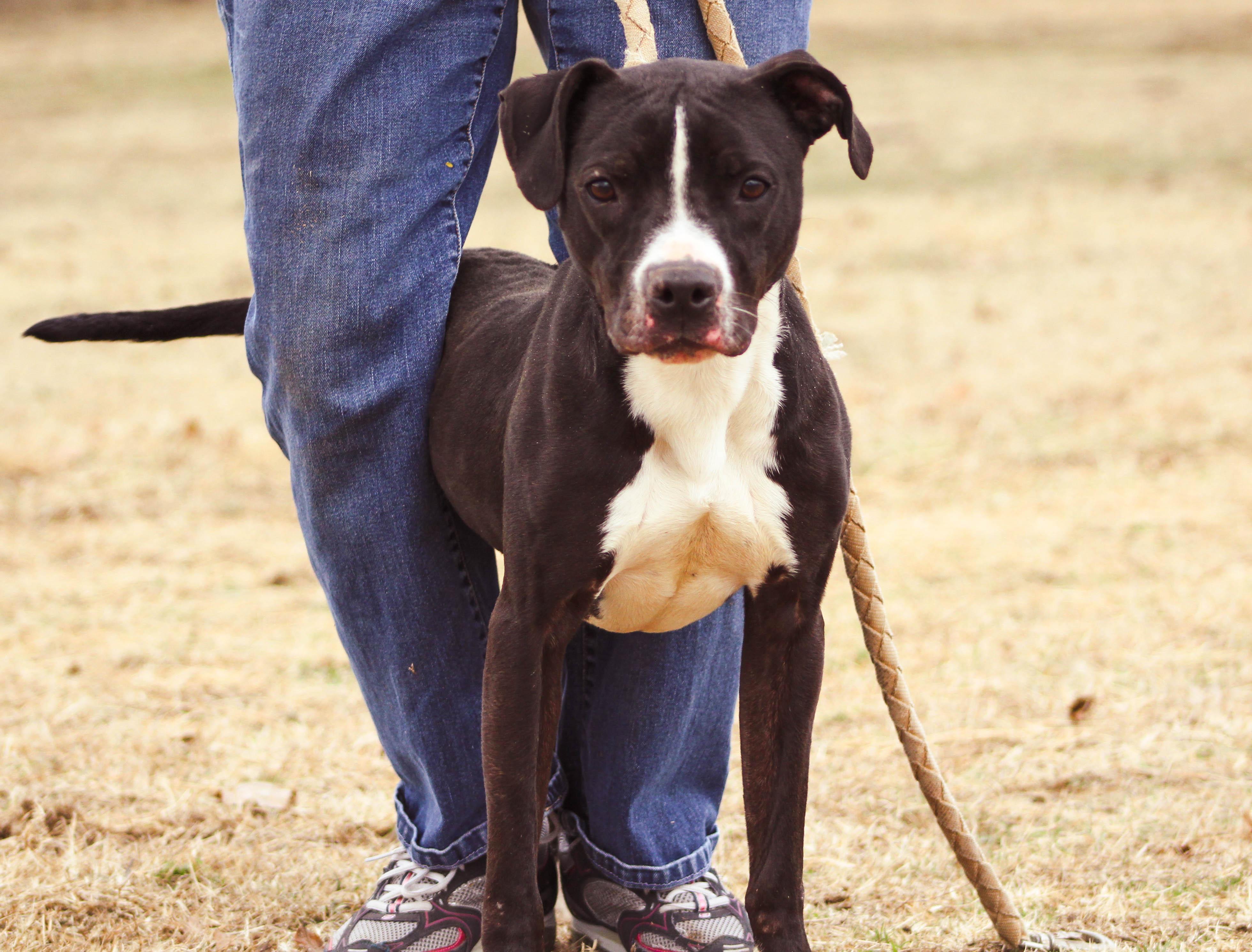 Poochie, an adoptable American Staffordshire Terrier in Tuttle, OK, 73089 | Photo Image 1
