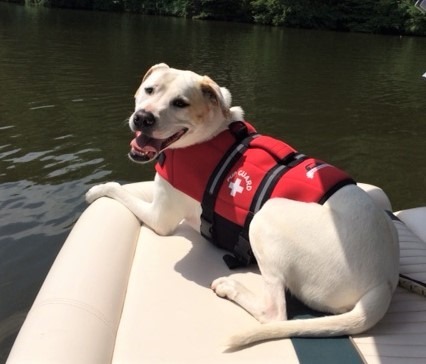 Ducati, an adoptable Labrador Retriever Mix in Lake Odessa, MI