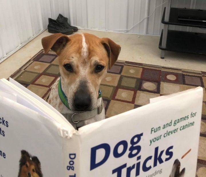 Cheeto, an adoptable Spaniel Mix in Lake Odessa, MI_image-1