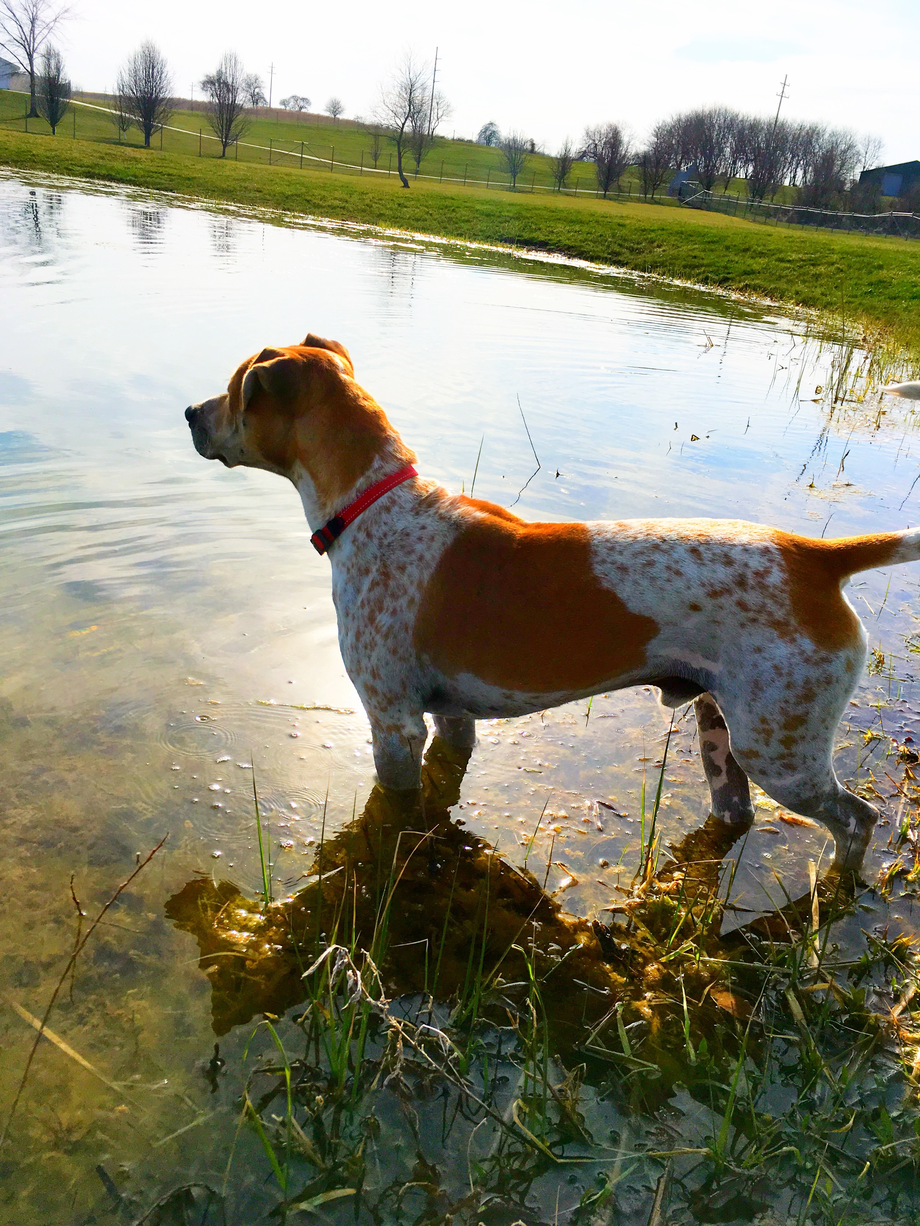 Cheeto, an adoptable Spaniel in Lake Odessa, MI, 48849 | Photo Image 4