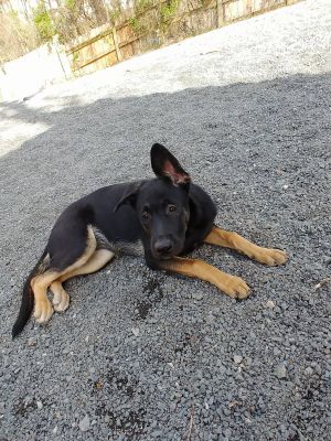 LuLu, Adult Female unknown