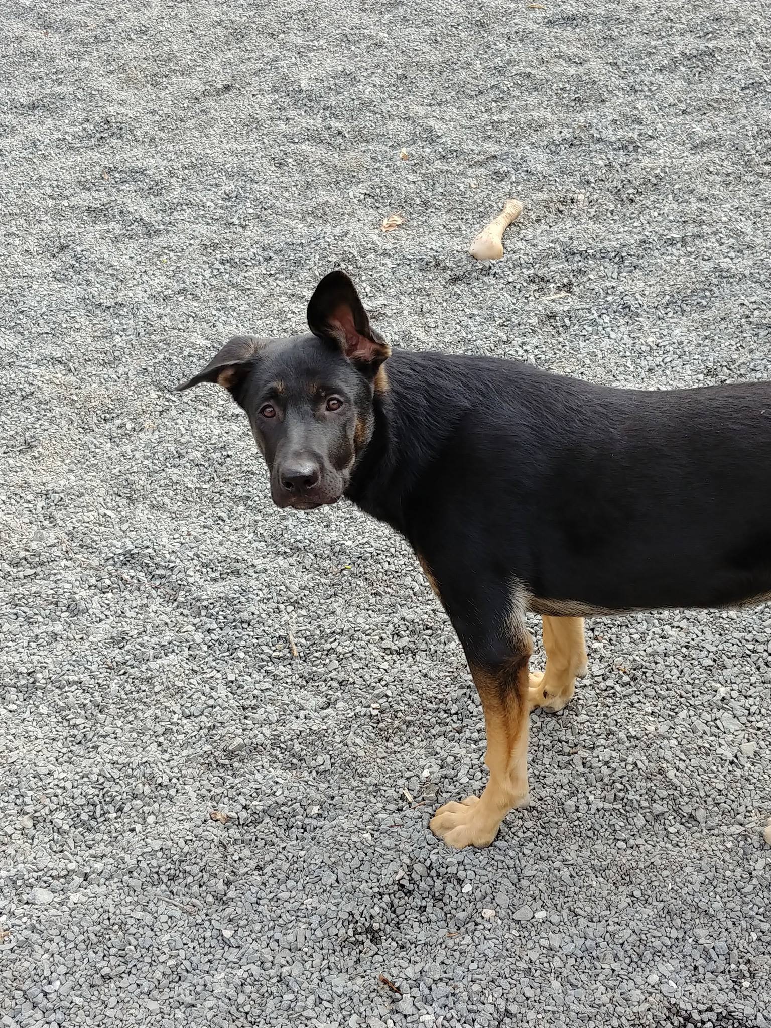 LuLu, an adoptable German Shepherd Dog in Pineville, NC, 28134 | Photo Image 2