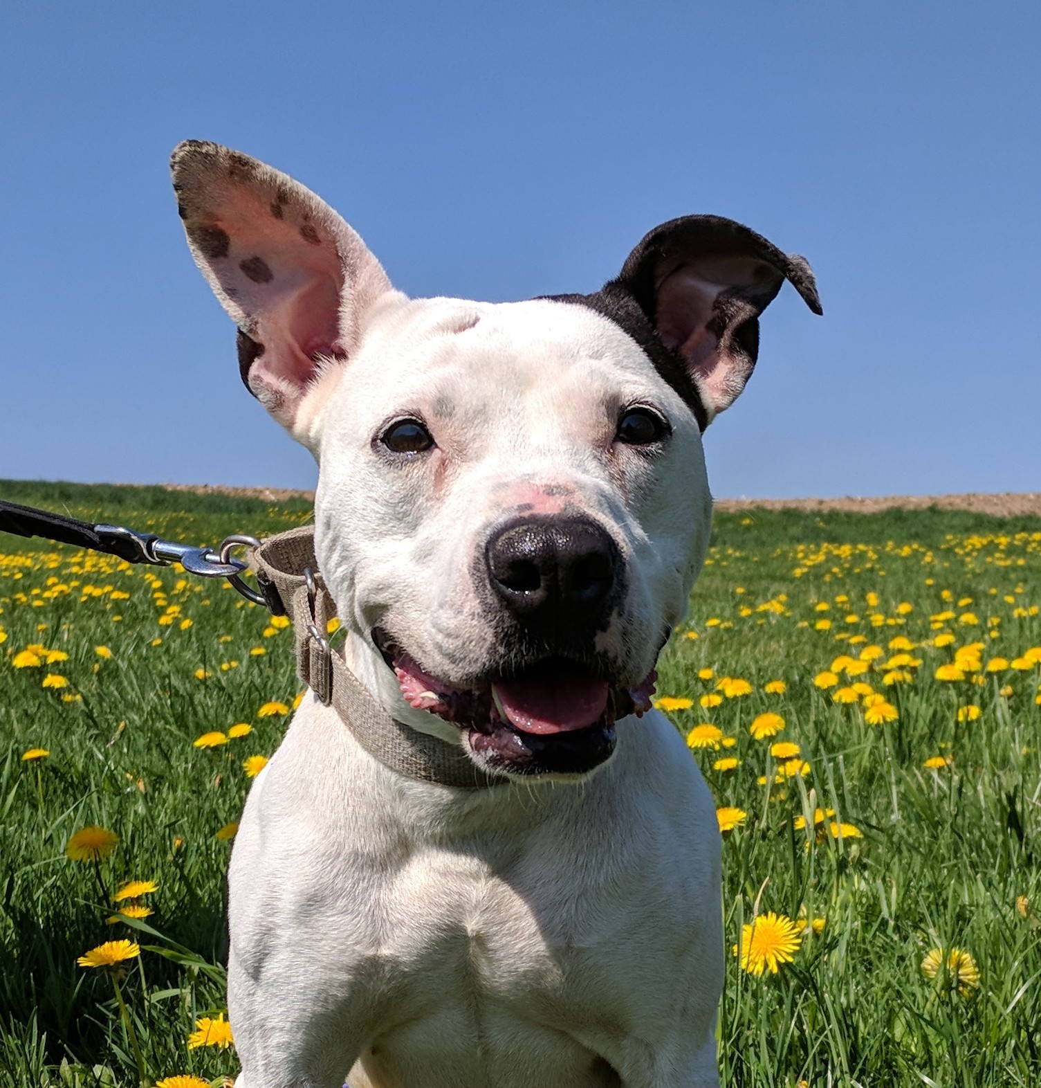 Ripley, an adoptable Pit Bull Terrier in Lisbon, OH, 44432 | Photo Image 2